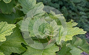 Oakleaf hydrangea, Hydrangea quercifolia, budding leaves photo